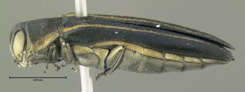 Media type: image;   Entomology 611735 Aspect: habitus lateral view